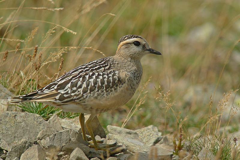 Piviere Tortolino - Charadrius morinellus in Digiscoping